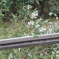 2026-08-20 Baum auf Bundesstraße.jpg