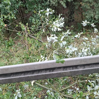 2026-08-20 Baum auf Bundesstraße.jpg