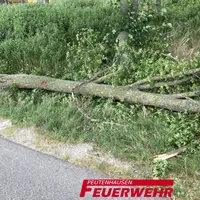 2022-06-20-Baum-auf-Strasse-01.jpg